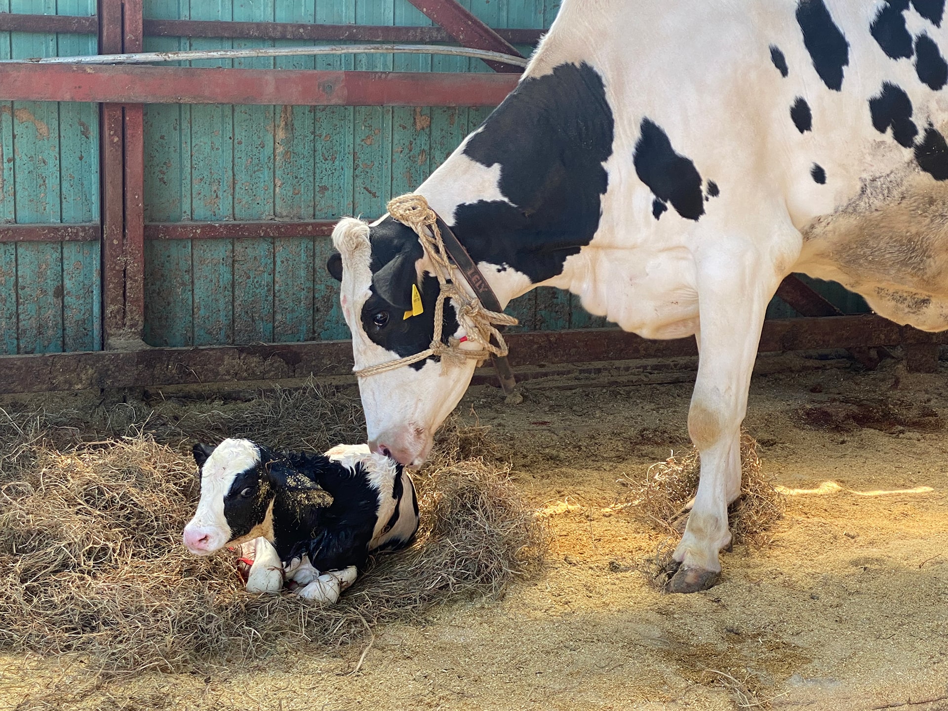アニマルウェルフェアと牧場の思い